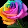 rosepetals88